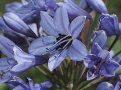 Agapanthus campanulatus