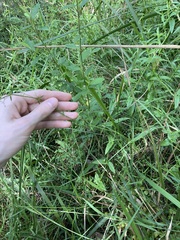Galium leiocarpum