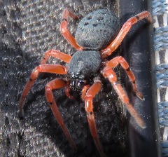 Trachelopachys