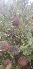 Banksia ornata