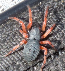Trachelopachys