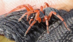 Trachelopachys