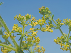 Galium capense