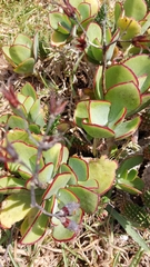 Cotyledon orbiculata orbiculata