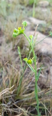 Euphorbia striata