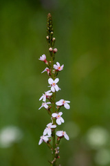 Stylidium