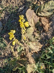 Verbascum phlomoides