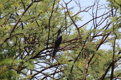 Clamator levaillantii