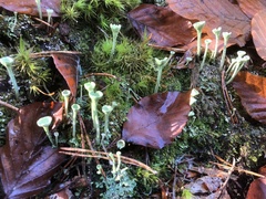 Cladonia fimbriata