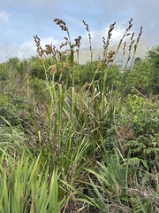 Carpha glomerata