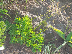 Dracosciadium saniculifolium