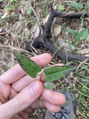 Vincetoxicum woollsii