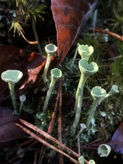 Cladonia fimbriata