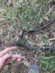 Vincetoxicum woollsii