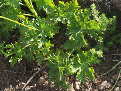 Dracosciadium saniculifolium