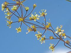 Dracosciadium saniculifolium