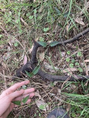 Vincetoxicum woollsii