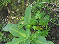 Dracosciadium saniculifolium