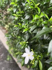 Wrightia antidysenterica