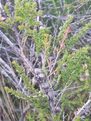 Leptospermum liversidgei