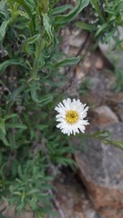 Erigeron luxurians