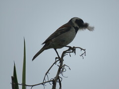 Passer melanurus melanurus
