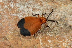 Lycus arizonensis