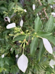 Mussaenda formosanum