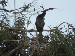 Anhinga rufa rufa