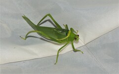 Paracaedicia serrata