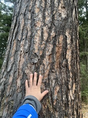 Pinus sibirica
