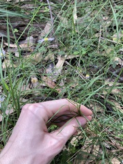 Vittadinia triloba