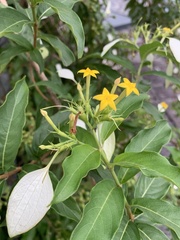 Mussaenda formosanum