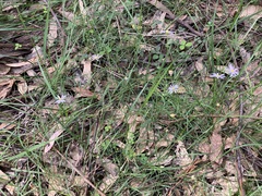 Vittadinia triloba