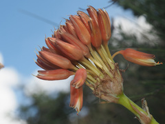 Aloe boylei