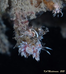 Cratena lineata