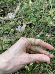 Vittadinia triloba