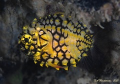 Cleidopus gloriamaris