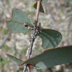 Myrmophyma