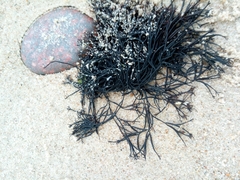 Furcellaria lumbricalis