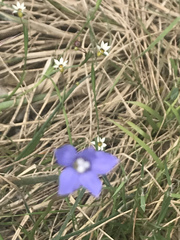 Wahlenbergia gracilis