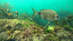 Diplodus