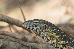 Varanus niloticus