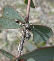 Myrmophyma