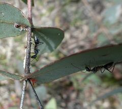 Myrmophyma