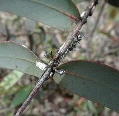 Myrmophyma
