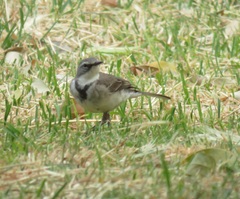 Motacilla capensis capensis