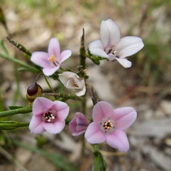 Cyanothamnus coerulescens