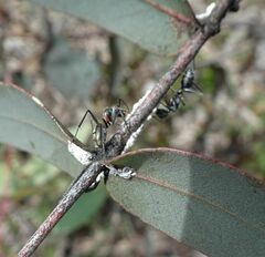 Myrmophyma