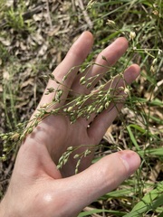 Spergula levis